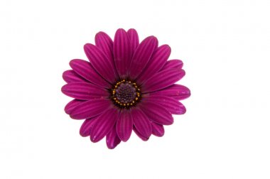 güzel mor osteospermum veya beyaz izole pembe güller çiçek