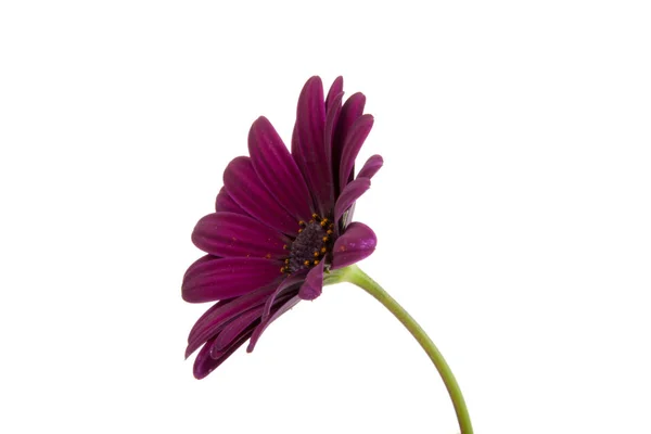 美しい紫 Osteospermum または白で隔離アフリカ デイジー ピンク花 — ストック写真