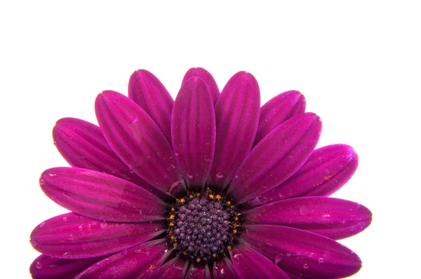 güzel mor osteospermum veya beyaz izole pembe güller çiçek