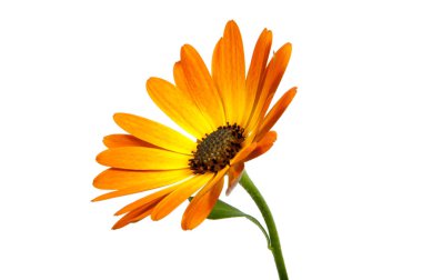 güzel portakal osteospermum veya beyaz izole güller daha düşük