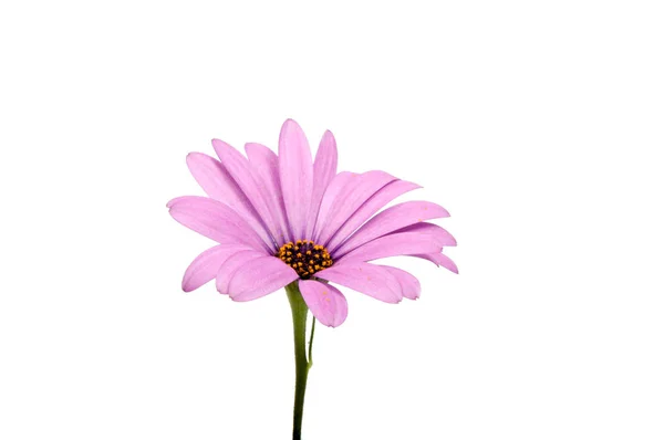 美しい紫 Osteospermum または白で隔離アフリカ デイジー ピンク花 — ストック写真