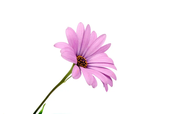 Hermosa Flor Rosa Margarita Púrpura Osteospermum Africana Aislada Blanco — Foto de Stock