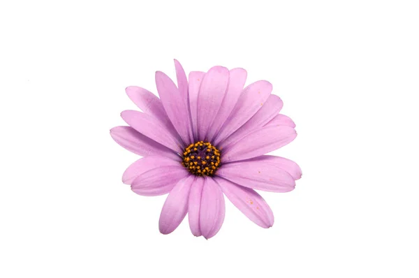 Красива Фіолетова Остеосперма Мумі Або Африканська Рожева Квітка Ізольована Білому — стокове фото