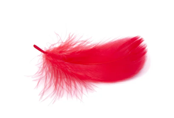Red fluffy feather soft isolated on the white studio background — Stock Photo, Image