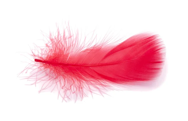 화이트 스튜디오 배경에 고립된 붉은 솜털 깃털 — 스톡 사진