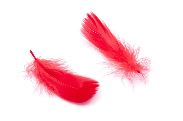 Red fluffy feather soft isolated on the white studio background — Stock Photo, Image