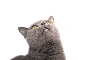 Oldukça tüylü mavi gri İngiliz kedisi beyazın üzerinde izole edilmiş.