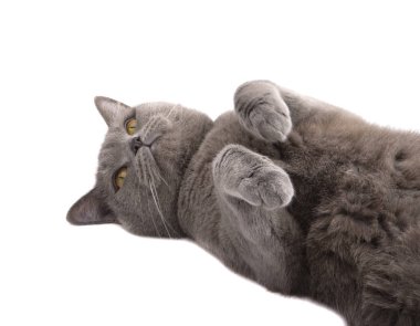 Oldukça tüylü mavi gri İngiliz kedisi beyazın üzerinde izole edilmiş.