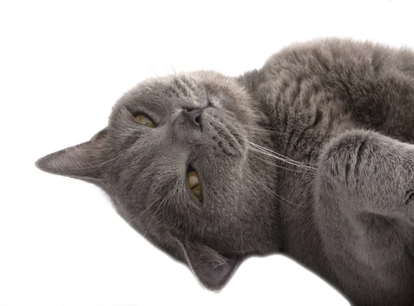 Pretty fluffy blue gray british cat isolated on the white — Stock Photo, Image