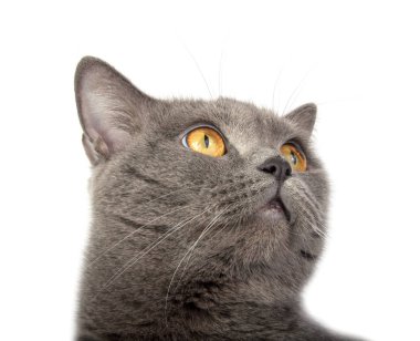 Oldukça tüylü mavi gri İngiliz kedisi beyazın üzerinde izole edilmiş.