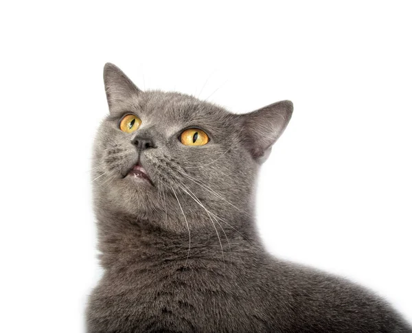 Ziemlich flauschig blau grau britische Katze isoliert auf der weißen — Stockfoto