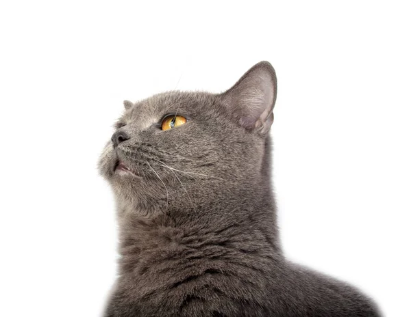 Muito fofo azul cinza britânico gato isolado no branco — Fotografia de Stock