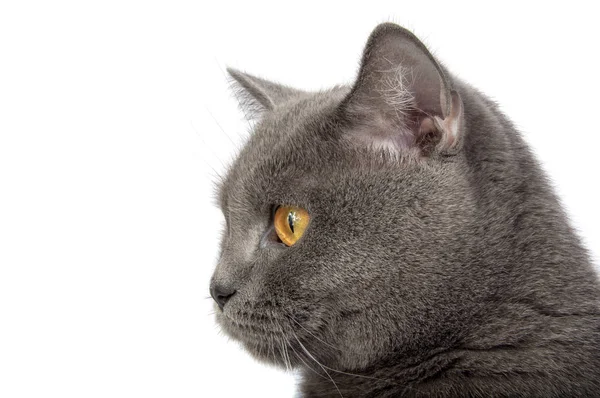 Ziemlich flauschig blau grau britische Katze isoliert auf der weißen — Stockfoto