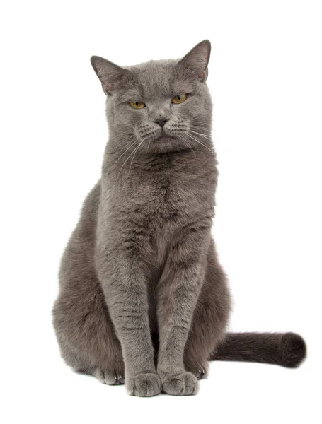 Bastante esponjoso azul gris británico gato aislado en el blanco — Foto de Stock