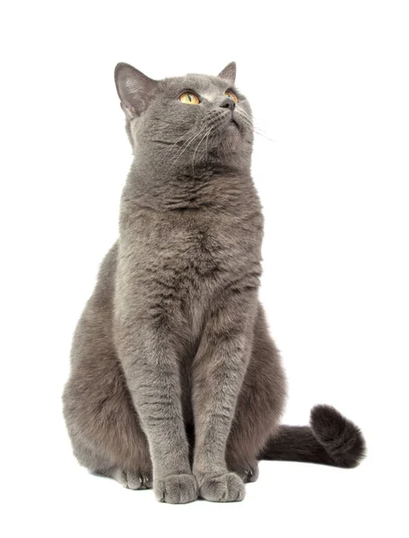 Досить пухнастий синій сірий британський кіт ізольований на білому — стокове фото