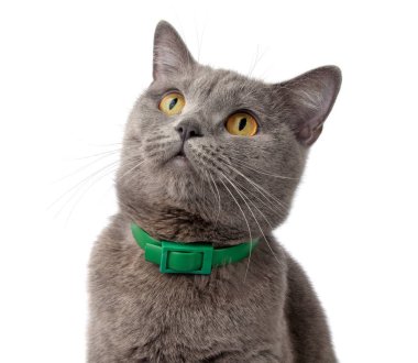 Oldukça tüylü mavi gri İngiliz kedisi beyazın üzerinde izole edilmiş.