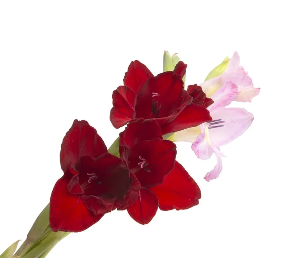 Gyönyörű fényes gladiolus virág elszigetelt a fehér — Stock Fotó