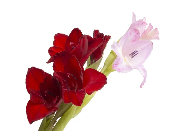 Schöne helle Gladiolenblüte isoliert auf dem weißen — Stockfoto