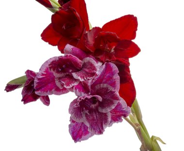 Güzel, parlak gladiolus çiçeği beyazın üzerinde izole edilmiş.