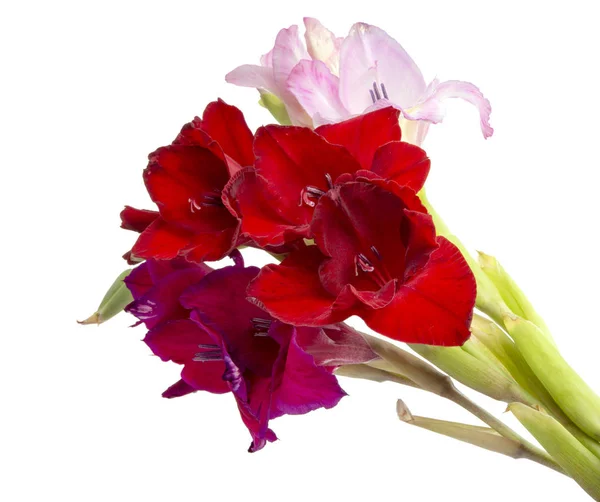 Gyönyörű fényes gladiolus virág tavaszi csokor elszigetelt a — Stock Fotó