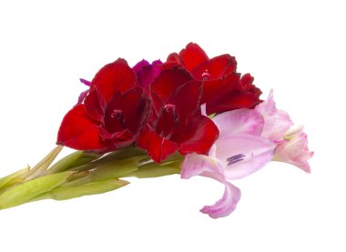 Güzel, parlak gladiolus çiçeği. Bahar buketi beyazın üzerinde izole edilmiş.