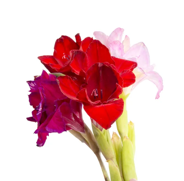 Gyönyörű Fényes Gladiolus Virág Tavaszi Csokor Elszigetelt Fehér — Stock Fotó