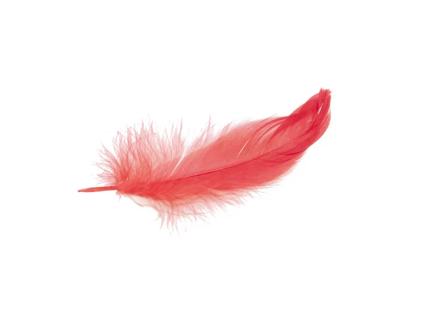 Elegant Red Feather Isolated White — Stock Photo, Image