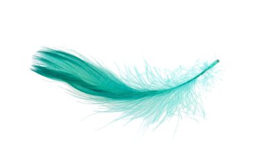 Zarif yeşil tüy beyazda izole edilmiş.