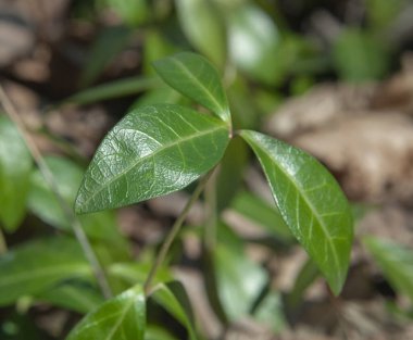 Ormanda yeşil yapraklar