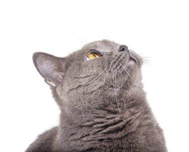 Mavi gri İngiliz kedisinin portresi beyaza izole edilmiş.