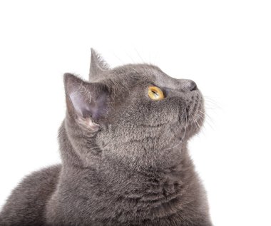 Mavi gri İngiliz kedisinin portresi beyaza izole edilmiş.