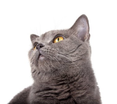 Mavi gri İngiliz kedisinin portresi beyaza izole edilmiş.