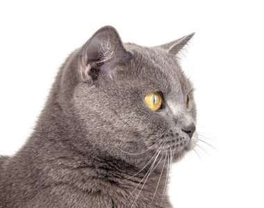 Mavi gri İngiliz kedisinin portresi beyaza izole edilmiş.