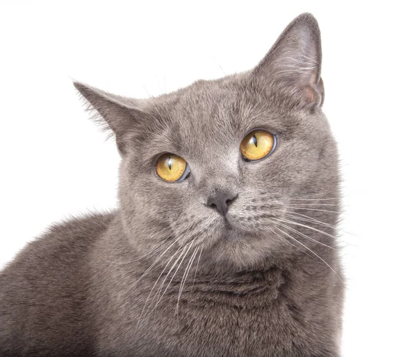 Portrait Blue Gray British Cat Isolated White — Stock Photo, Image