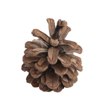 Beyazda doğal kuru çam kozalağı var.