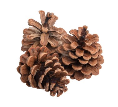 Doğal kuru çam kozalağı beyaza izole edilmiş.