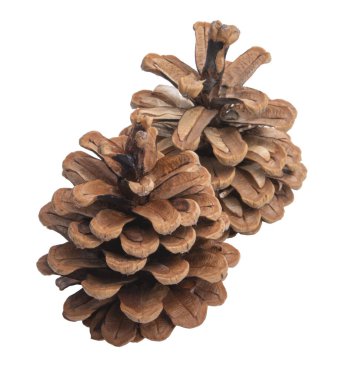 Doğal kuru çam kozalağı beyaza izole edilmiş.