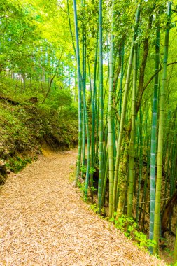 Bambu orman yolu gerekçesiyle Tsumago Castle v