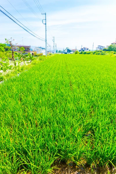 Rice Plants Growing Small Plot Land Japan Houses V — Stock Photo, Image