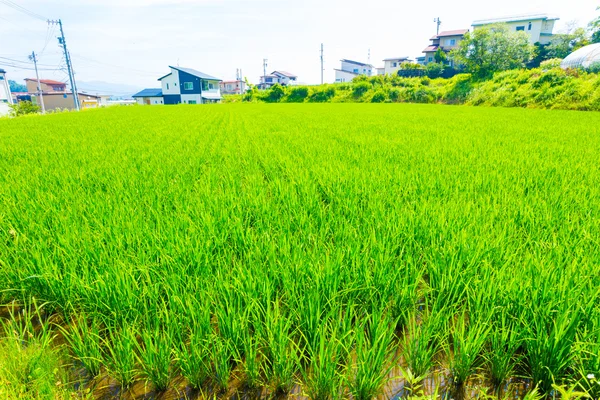 Small Rice Plants Farming Plot Land Japan Houses H — Stock Photo, Image