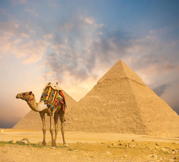 Fiery Sunset Egito pirâmides Camel primeiro plano H — Fotografia de Stock
