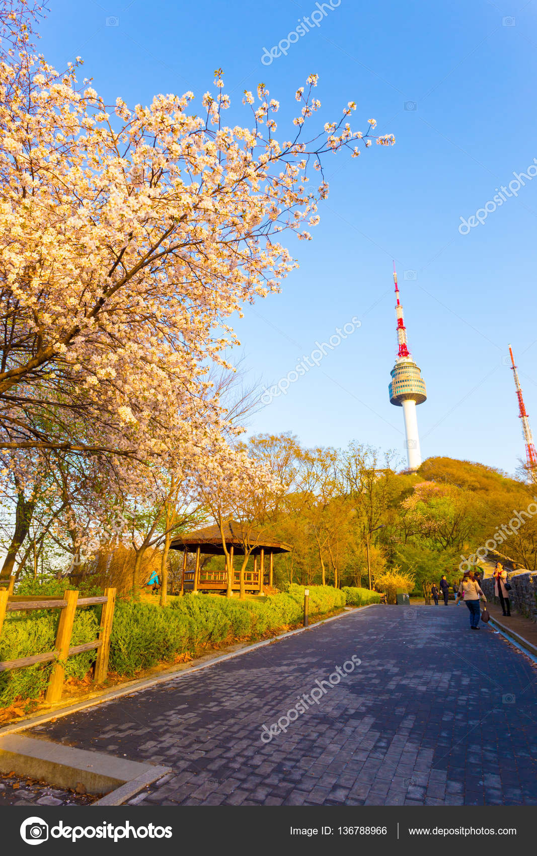 N Seoul Tower Cherry Blossoms Namsan Path Tourists Stock Editorial