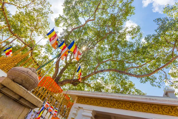 Anuradhapura Jaya Sri Maha Bodhi base dell'albero H — Foto Stock