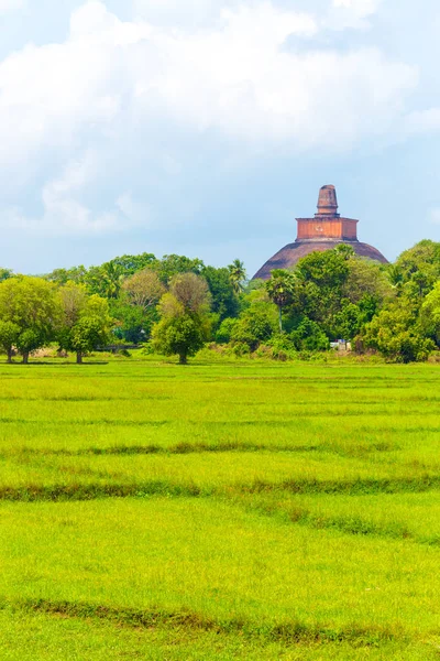 Anuradhapura Jetavanaramaya Stupa Distant V — Stock Photo, Image