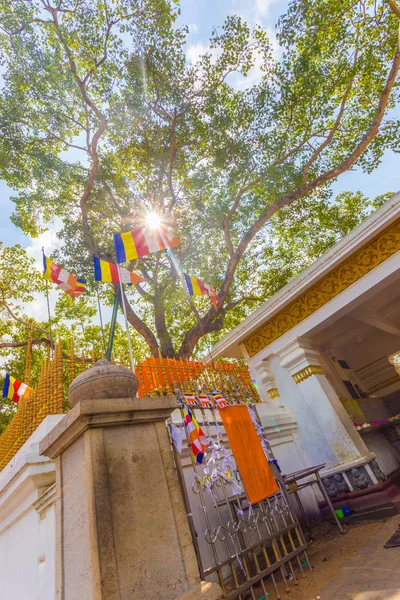 Anuradhapura Jaya Sri Maha Bodhi árbol Base V — Foto de Stock