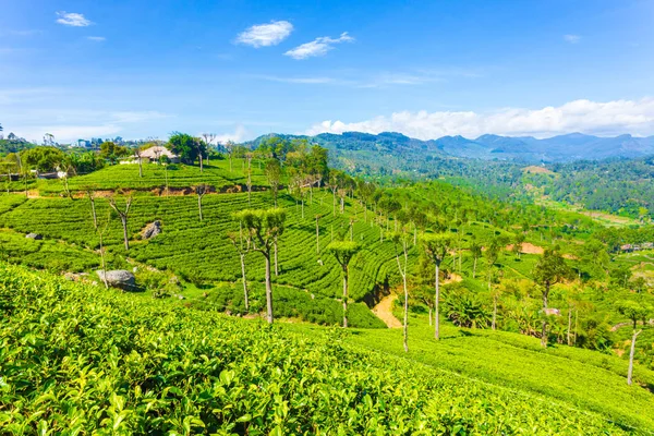 Haputale Highland Tea Plantation dům H — Stock fotografie