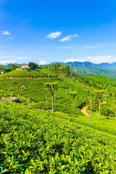 Haputale Highland Tea Plantation Estate Casa V — Foto de Stock