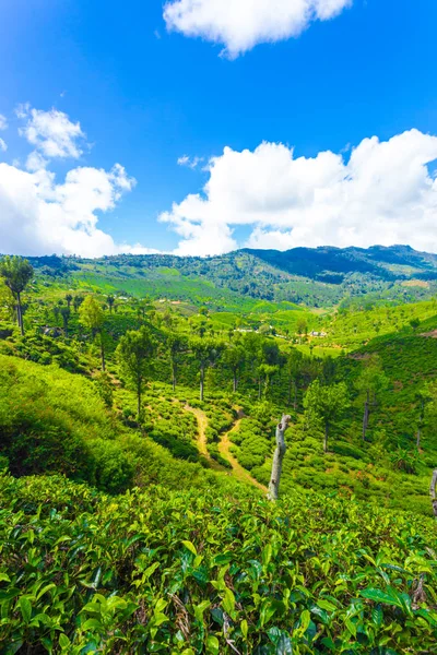 Haputale країни чай плантації мальовничим видом на пагорб V — стокове фото