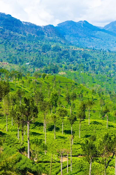 Vista de plantación de té de Haputale Highland Hills V — Foto de Stock