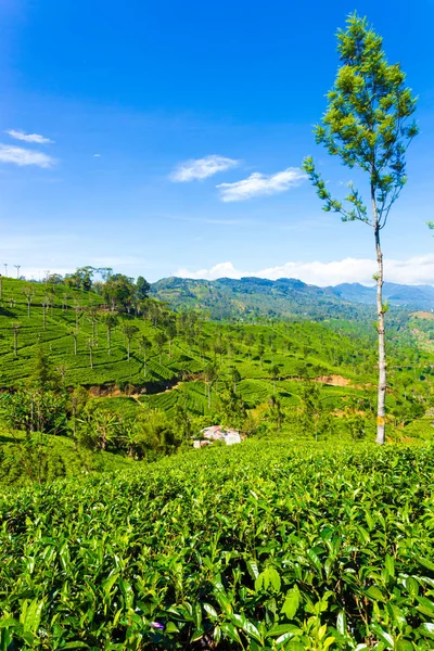 Haputale té plantación Valle montañas ve V —  Fotos de Stock
